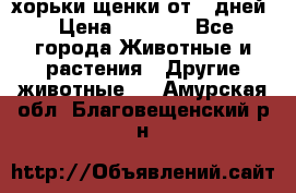 хорьки щенки от 35дней › Цена ­ 4 000 - Все города Животные и растения » Другие животные   . Амурская обл.,Благовещенский р-н